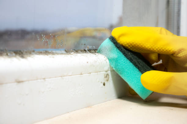 Best Professional Mold Removal  in Pasco, WA